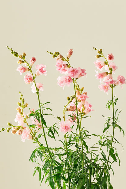 Løvemund ‘Snapstar Pink’