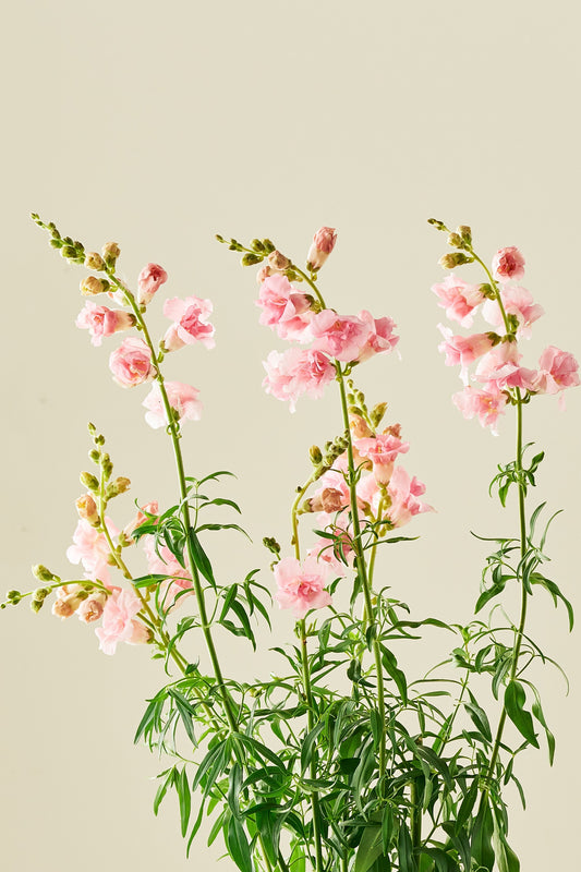 Løvemund ‘Snapstar Pink’