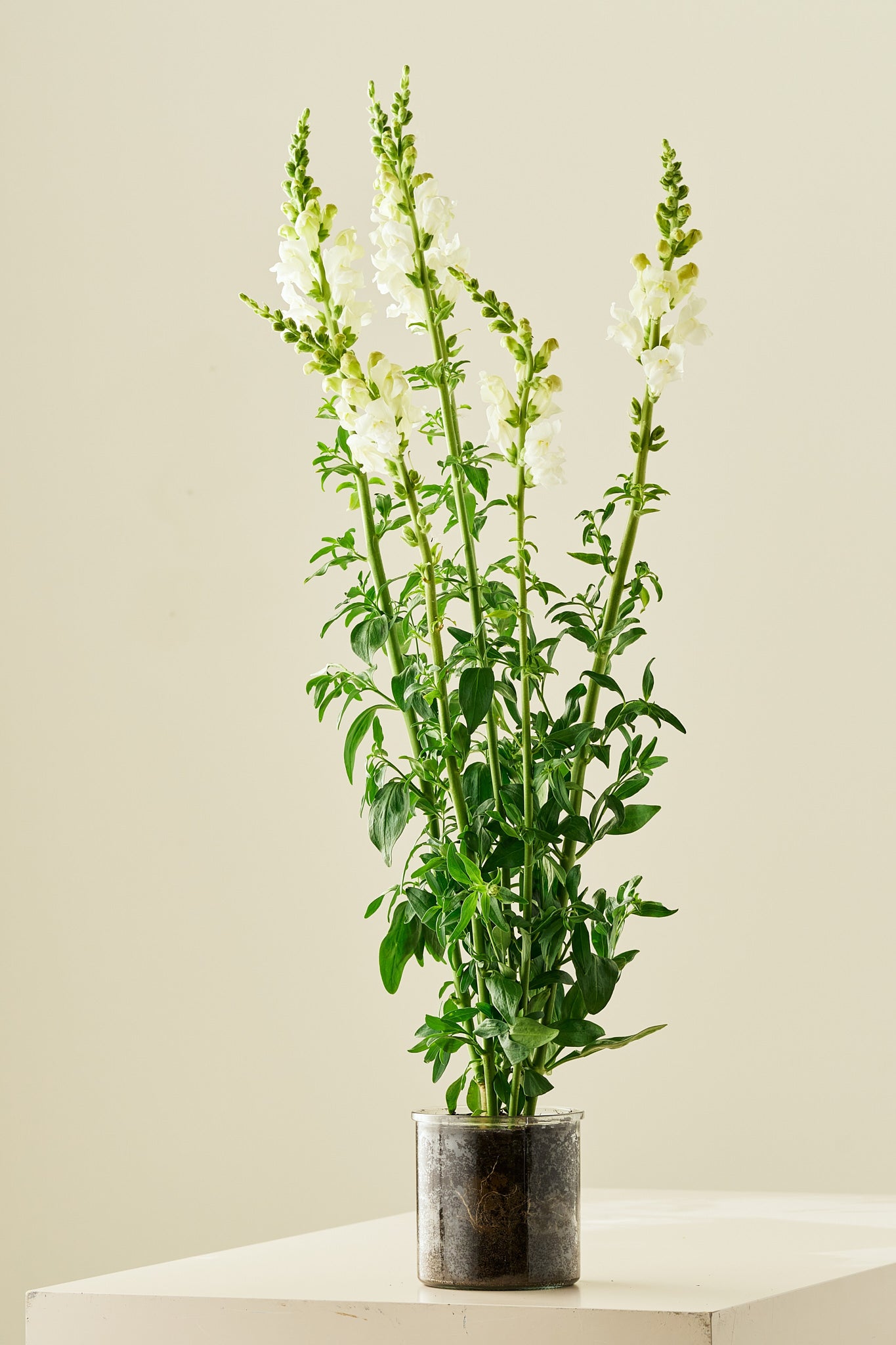 Løvemund ‘Potomac Ivory White’