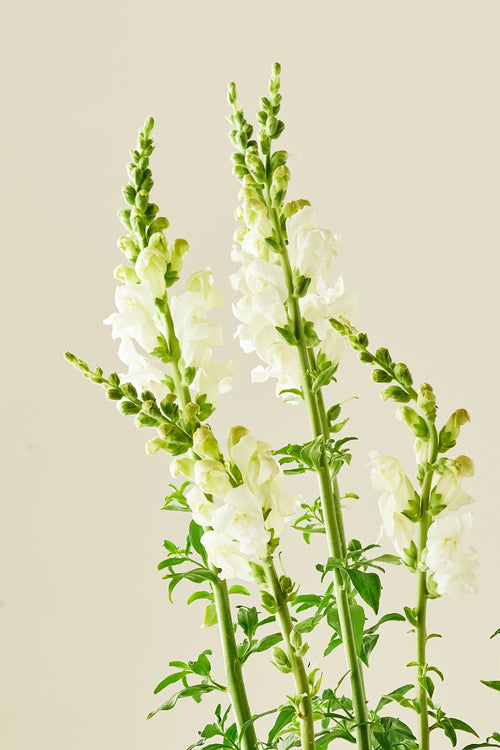 Løvemund ‘Potomac Ivory White’