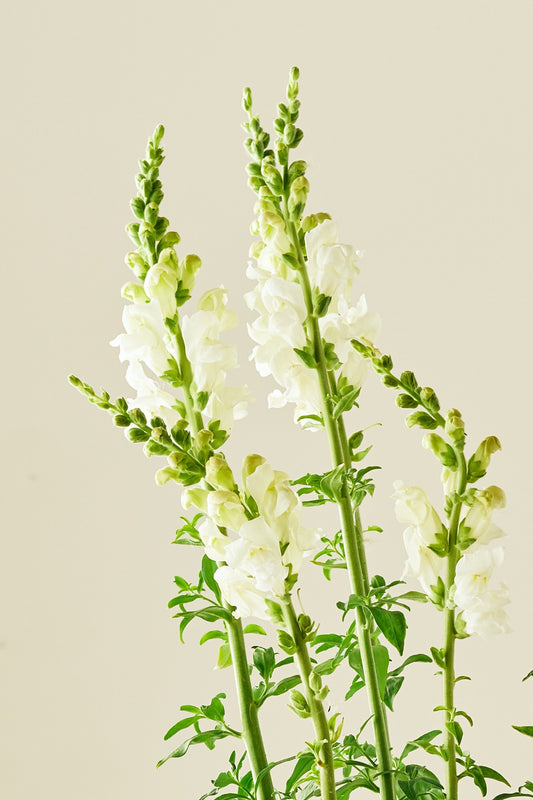Løvemund ‘Potomac Ivory White’