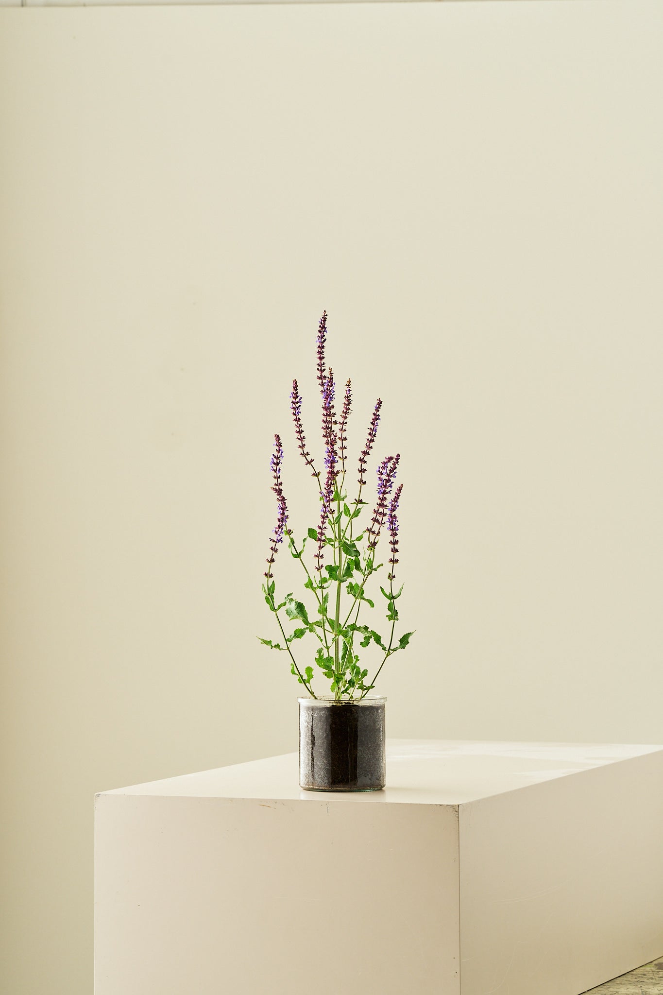 Staudesalvie ‘Blue Queen’