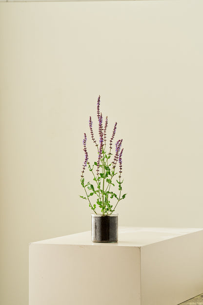 Staudesalvie ‘Blue Queen’