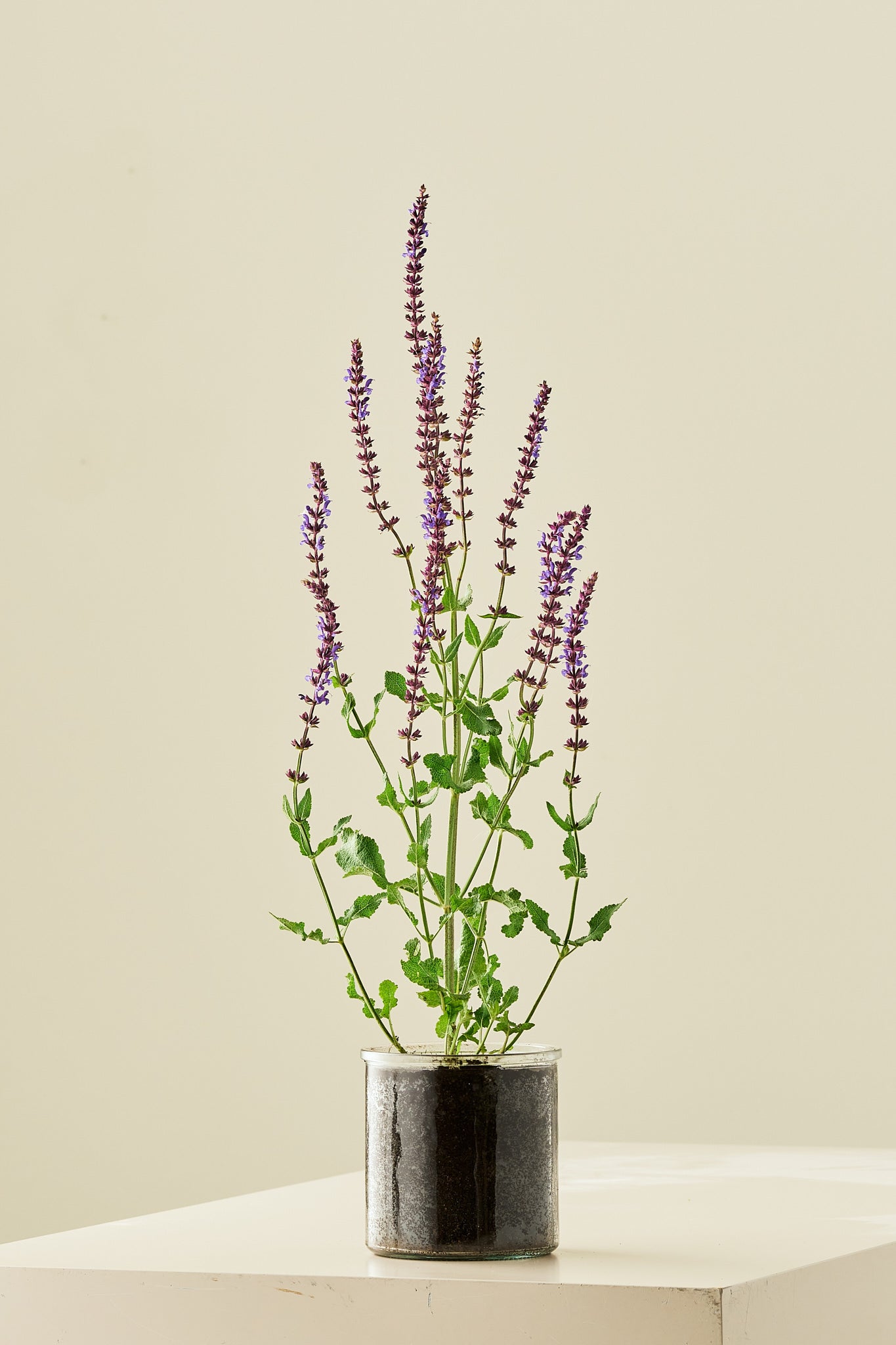 Staudesalvie ‘Blue Queen’