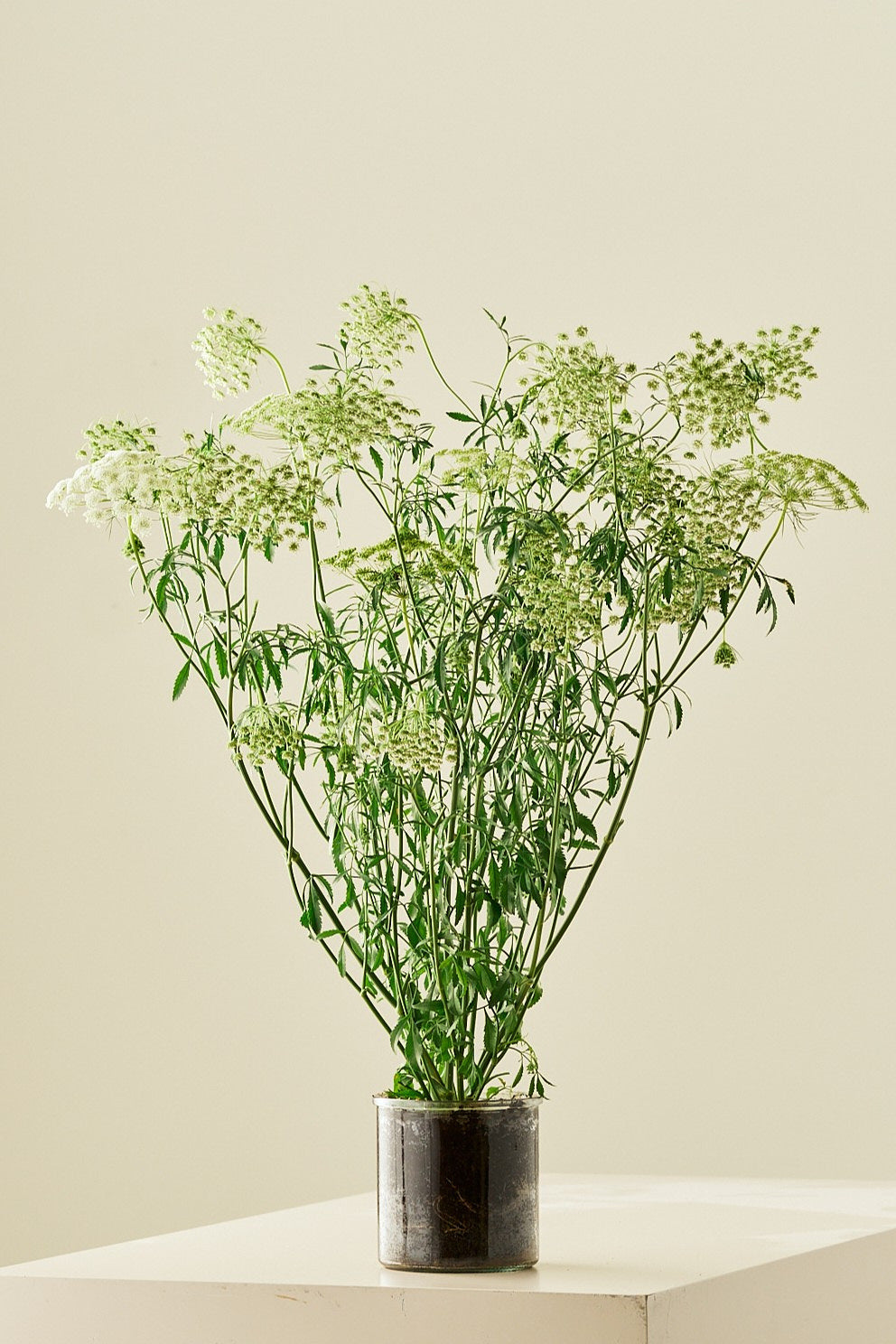 Kongeskærm 'Queen of Africa'