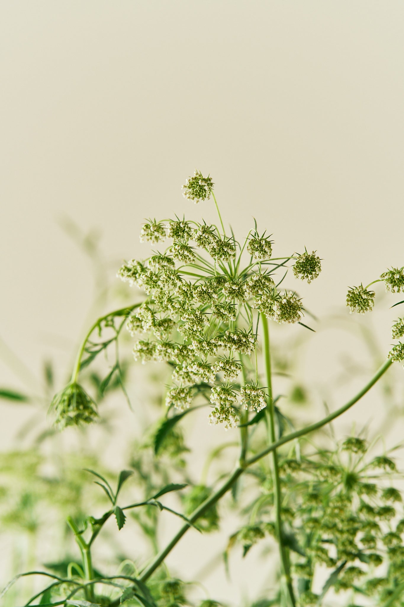 Kongeskærm 'Queen of Africa'