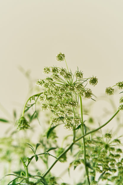 Kongeskærm 'Queen of Africa'