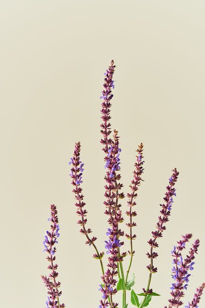 Staudesalvie ‘Blue Queen’