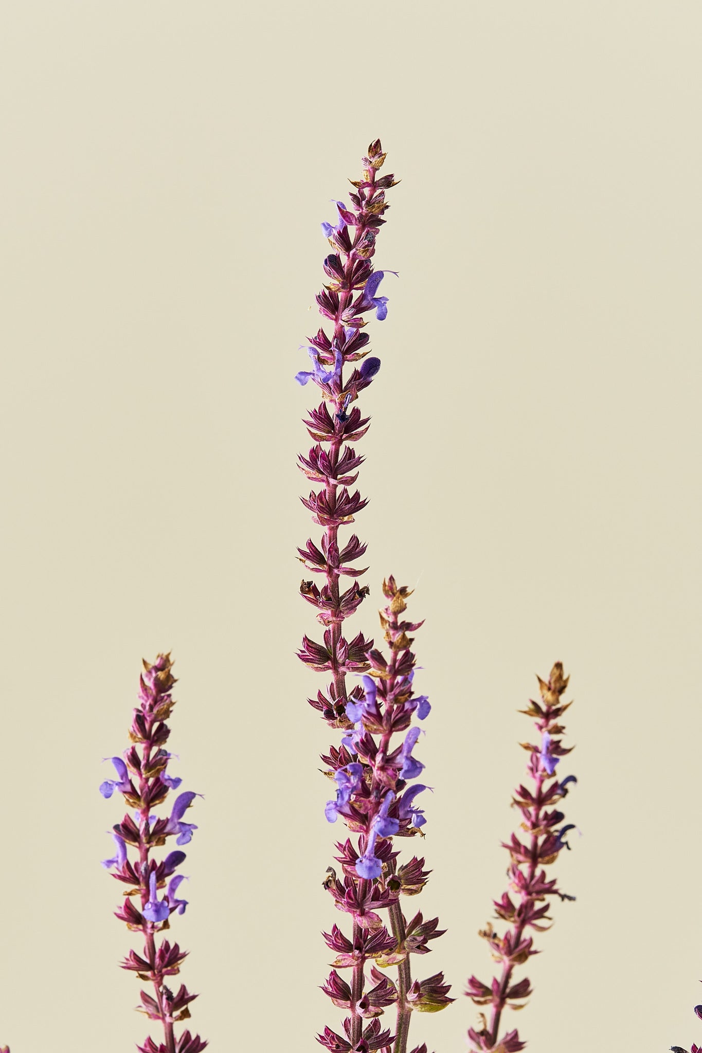 Staudesalvie ‘Blue Queen’