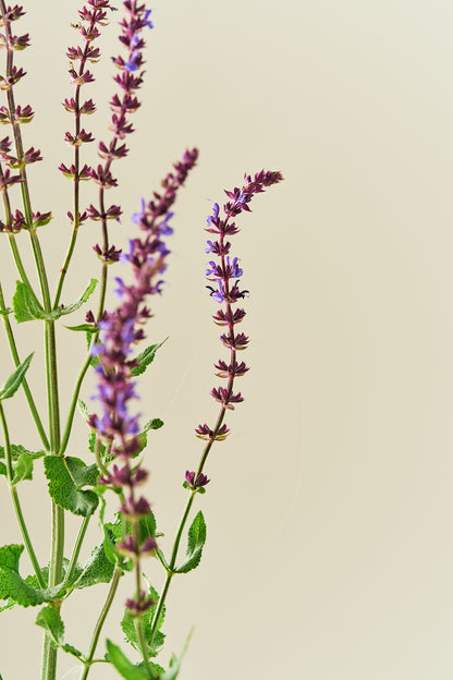 Staudesalvie ‘Blue Queen’