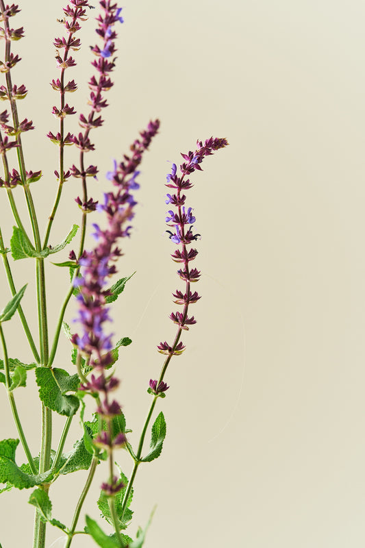 Staudesalvie ‘Blue Queen’