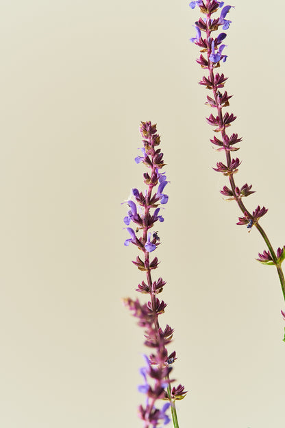 Staudesalvie ‘Blue Queen’