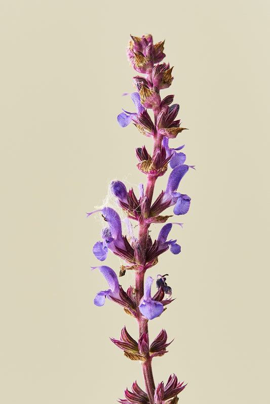 Staudesalvie ‘Blue Queen’