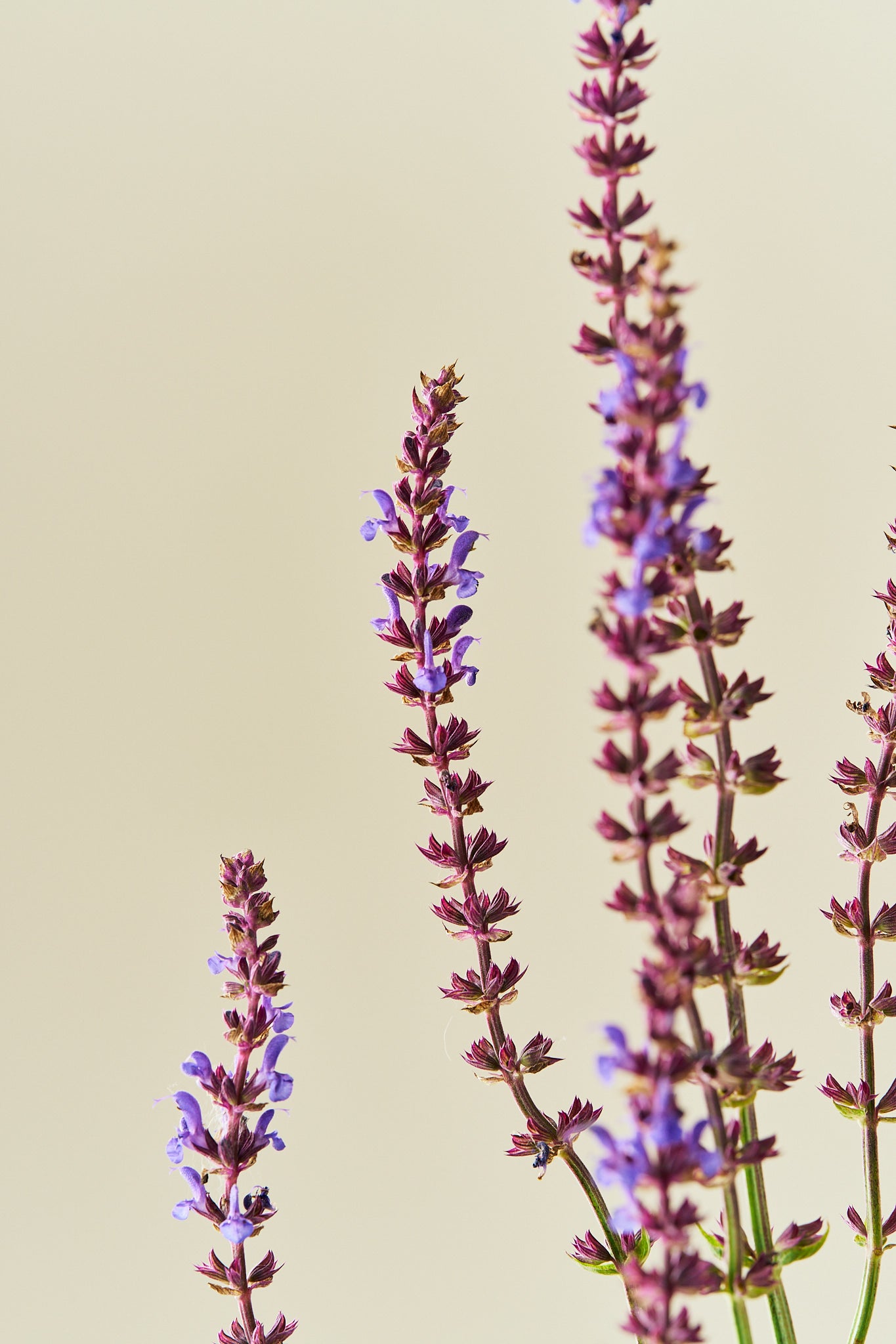 Staudesalvie ‘Blue Queen’