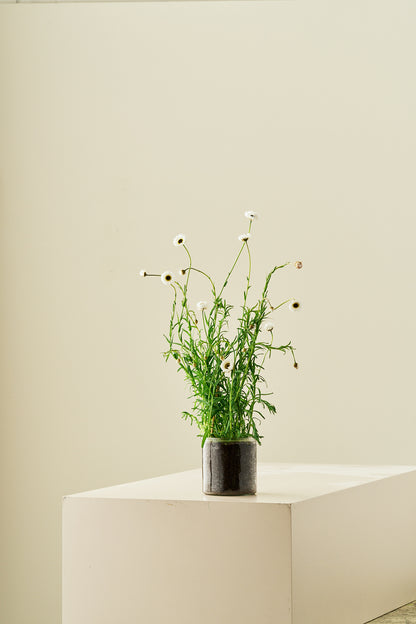 Solvinge ‘White’