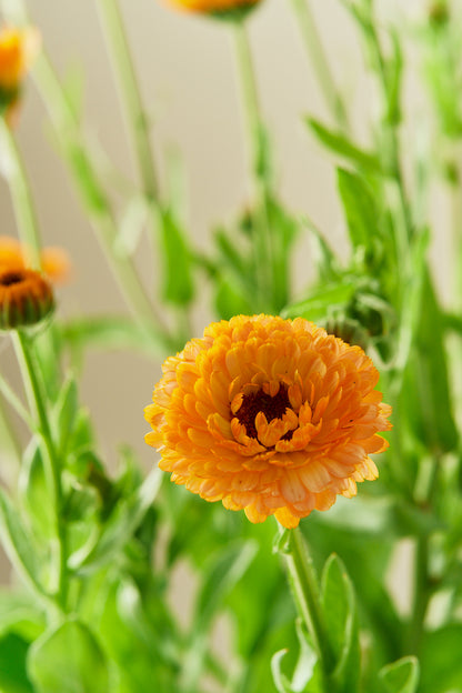 Morgenfrue 'Pink Surprice'