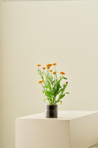 Morgenfrue 'Pink Surprice'