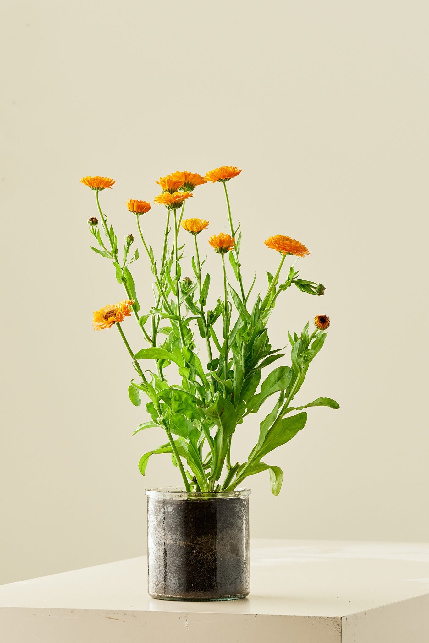 Morgenfrue 'Pink Surprice'