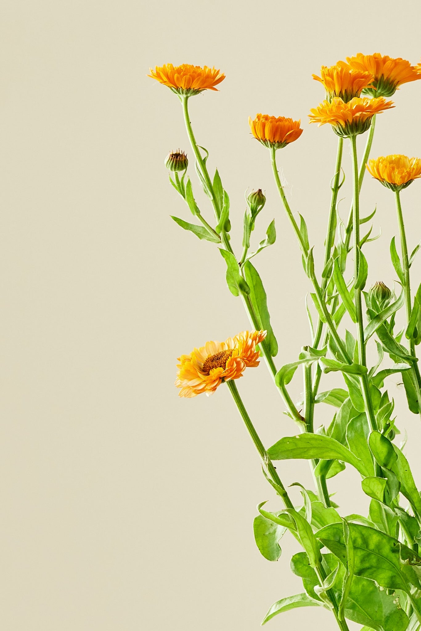 Morgenfrue 'Pink Surprice'