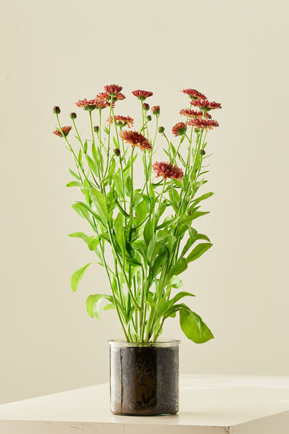 Morgenfrue 'Orange Flash'