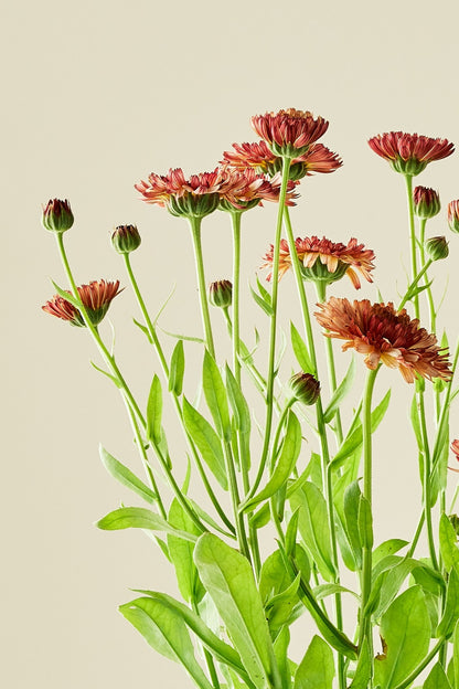 Morgenfrue 'Orange Flash'