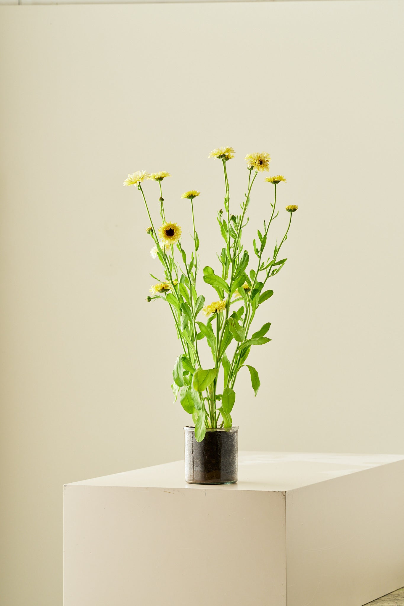 Morgenfrue ‘Ivory Princess’