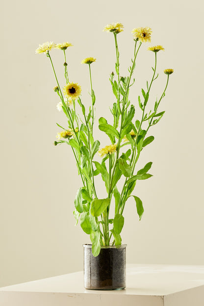 Morgenfrue ‘Ivory Princess’