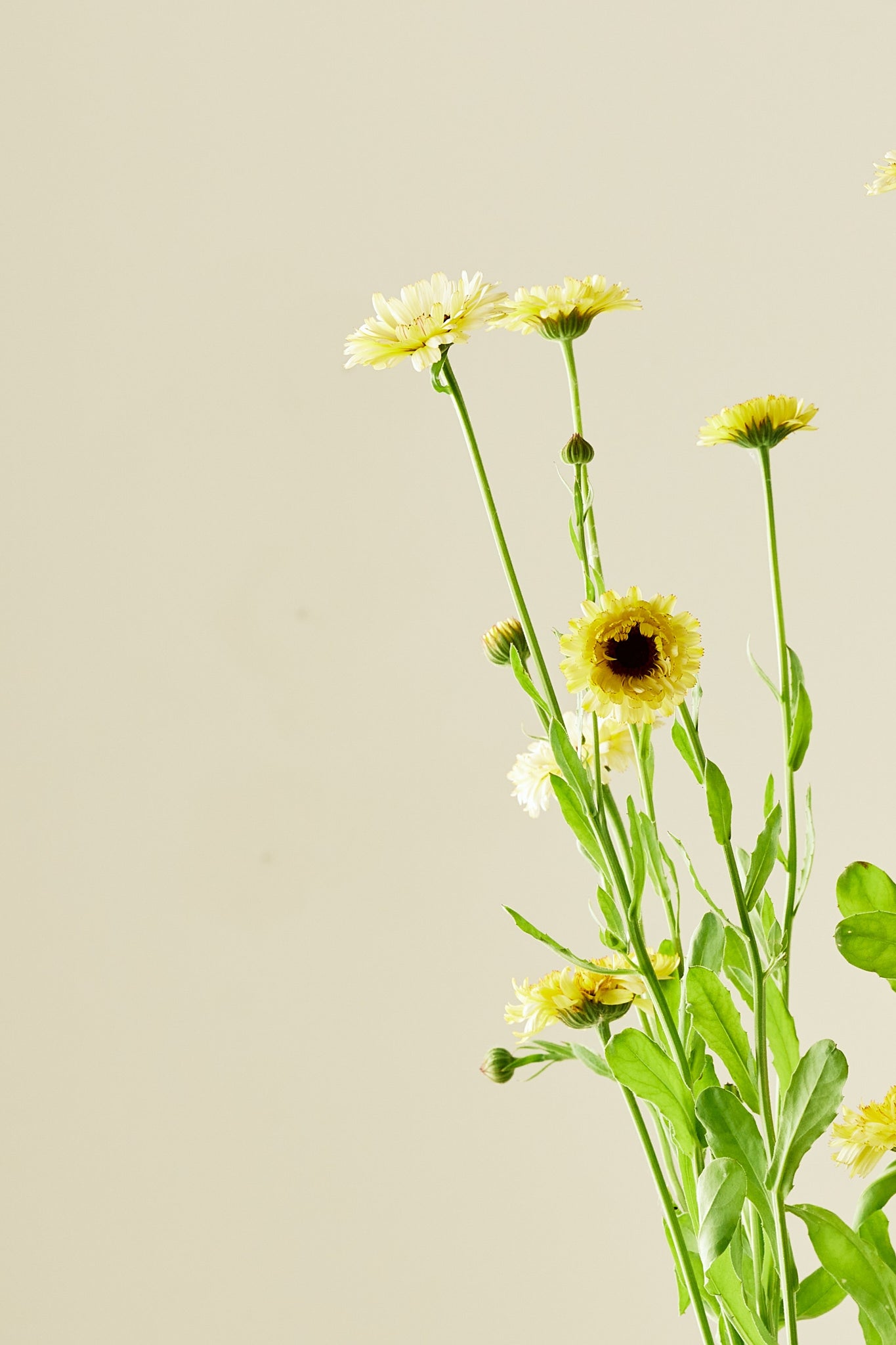 Morgenfrue ‘Ivory Princess’