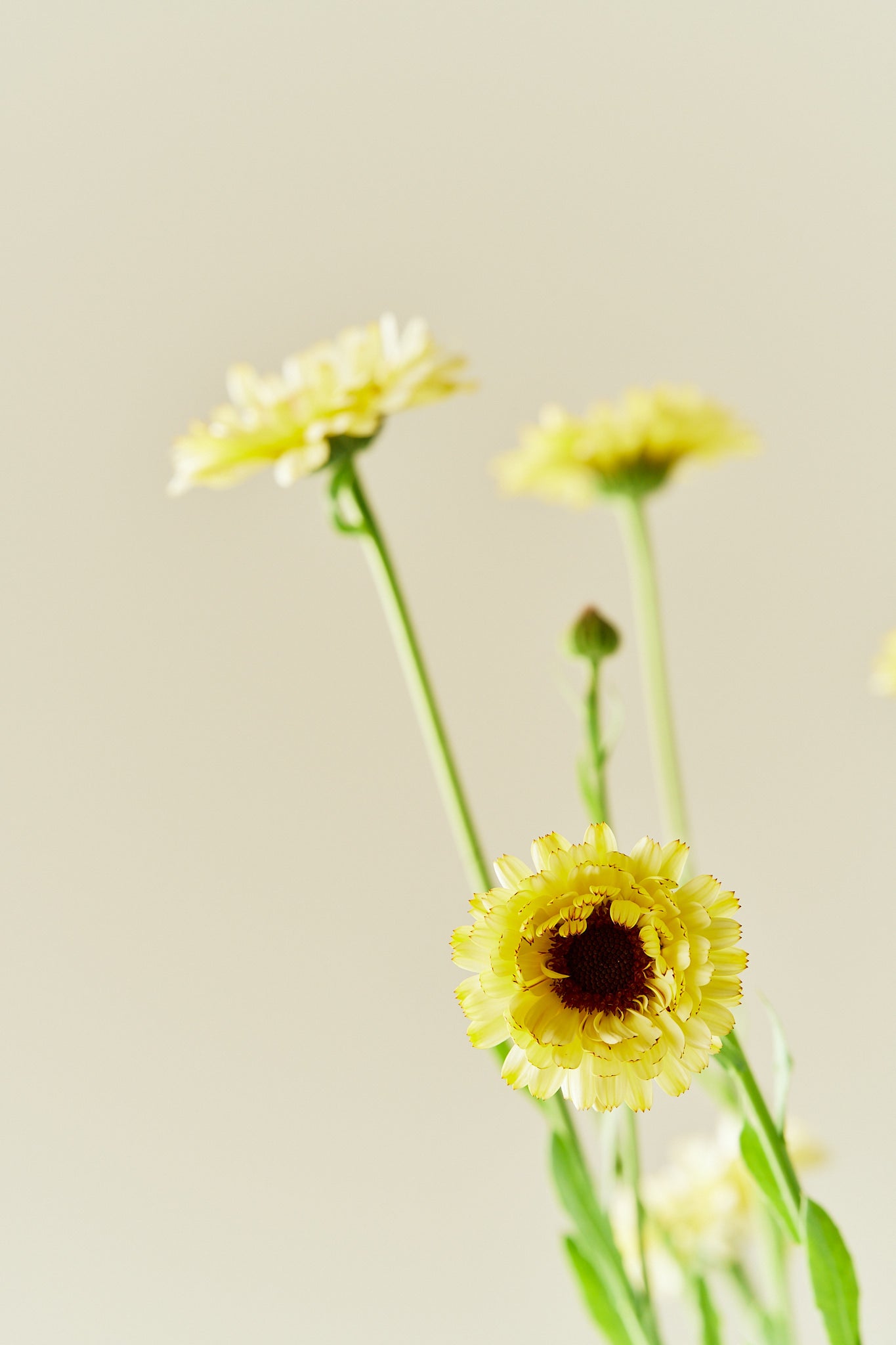 Morgenfrue ‘Ivory Princess’