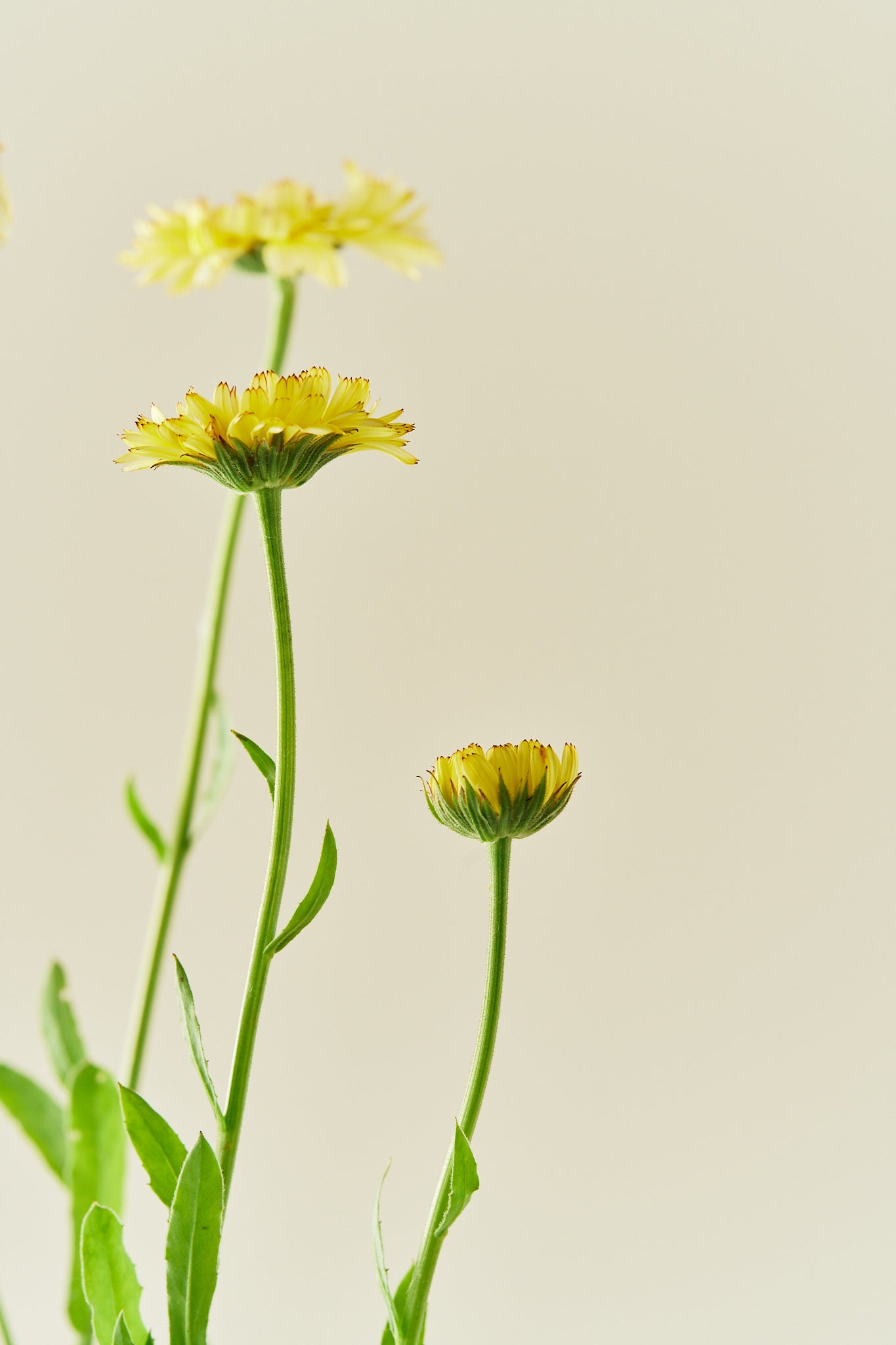 Morgenfrue ‘Ivory Princess’