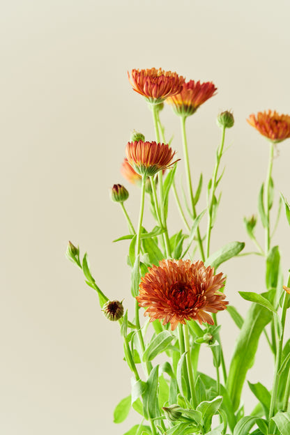 Morgenfrue ‘Pygmy Buff’