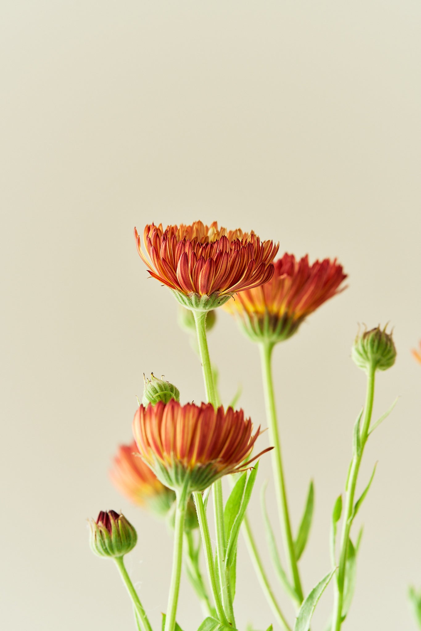 Morgenfrue ‘Pygmy Buff’