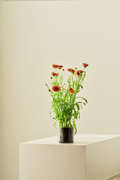 Morgenfrue ‘Pygmy Buff’