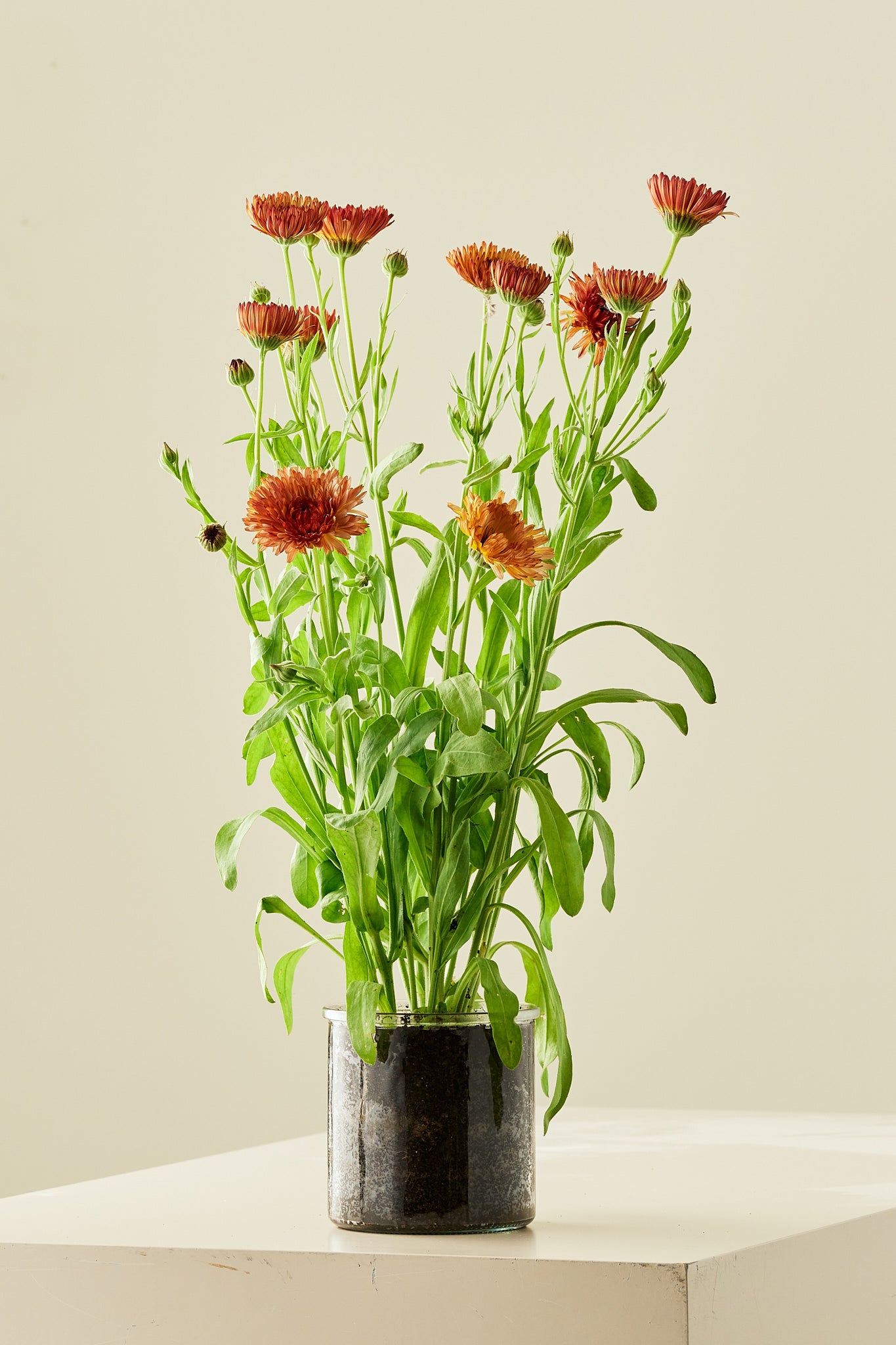 Morgenfrue ‘Pygmy Buff’