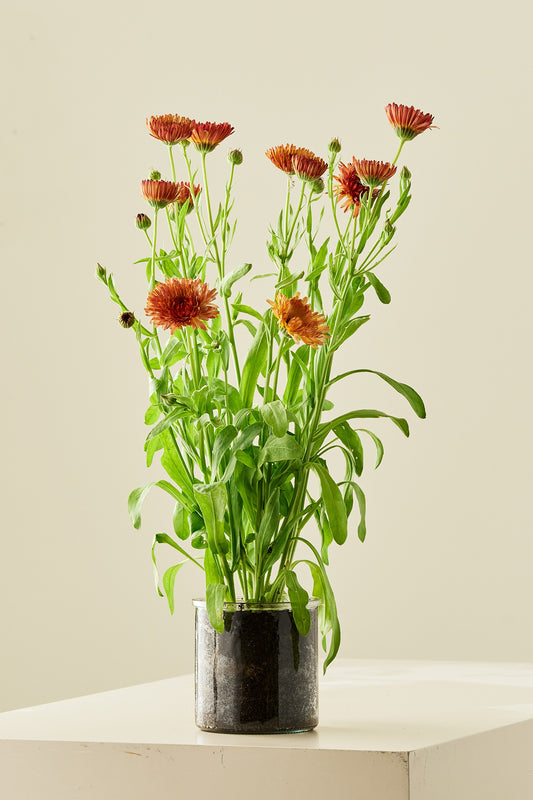 Morgenfrue ‘Pygmy Buff’