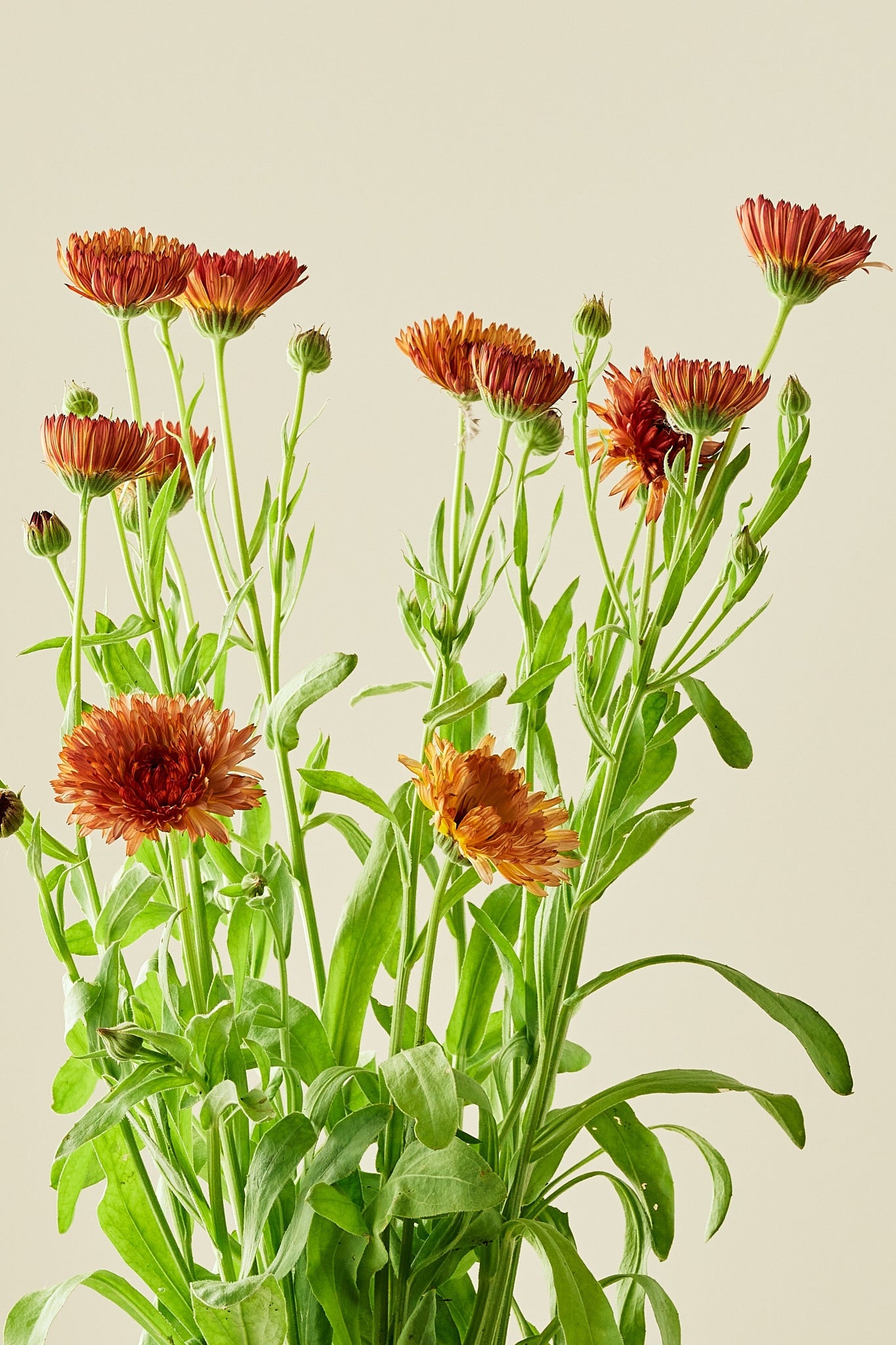 Morgenfrue ‘Pygmy Buff’