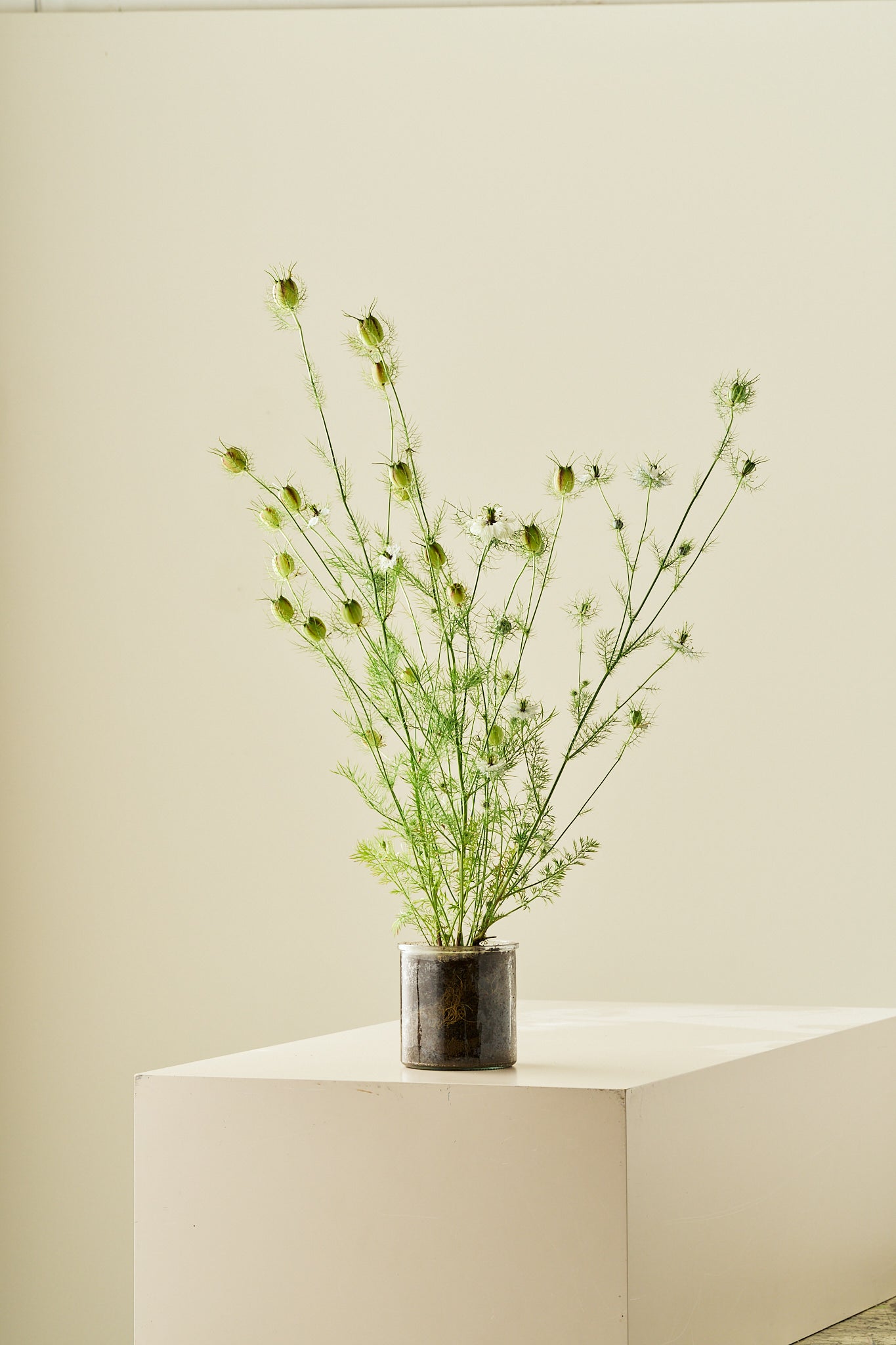 Jomfru i det grønne ‘Miss Jekyll White’