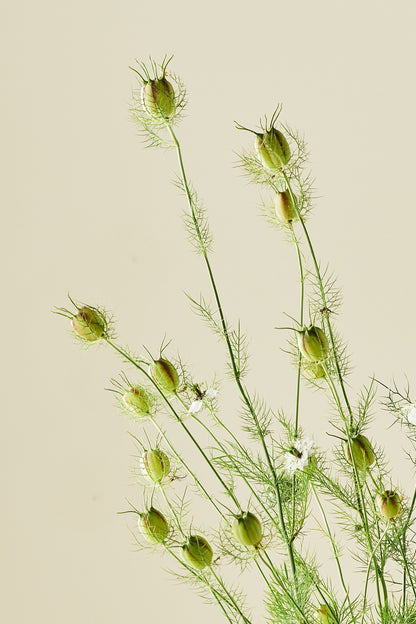 Jomfru i det grønne ‘Miss Jekyll White’