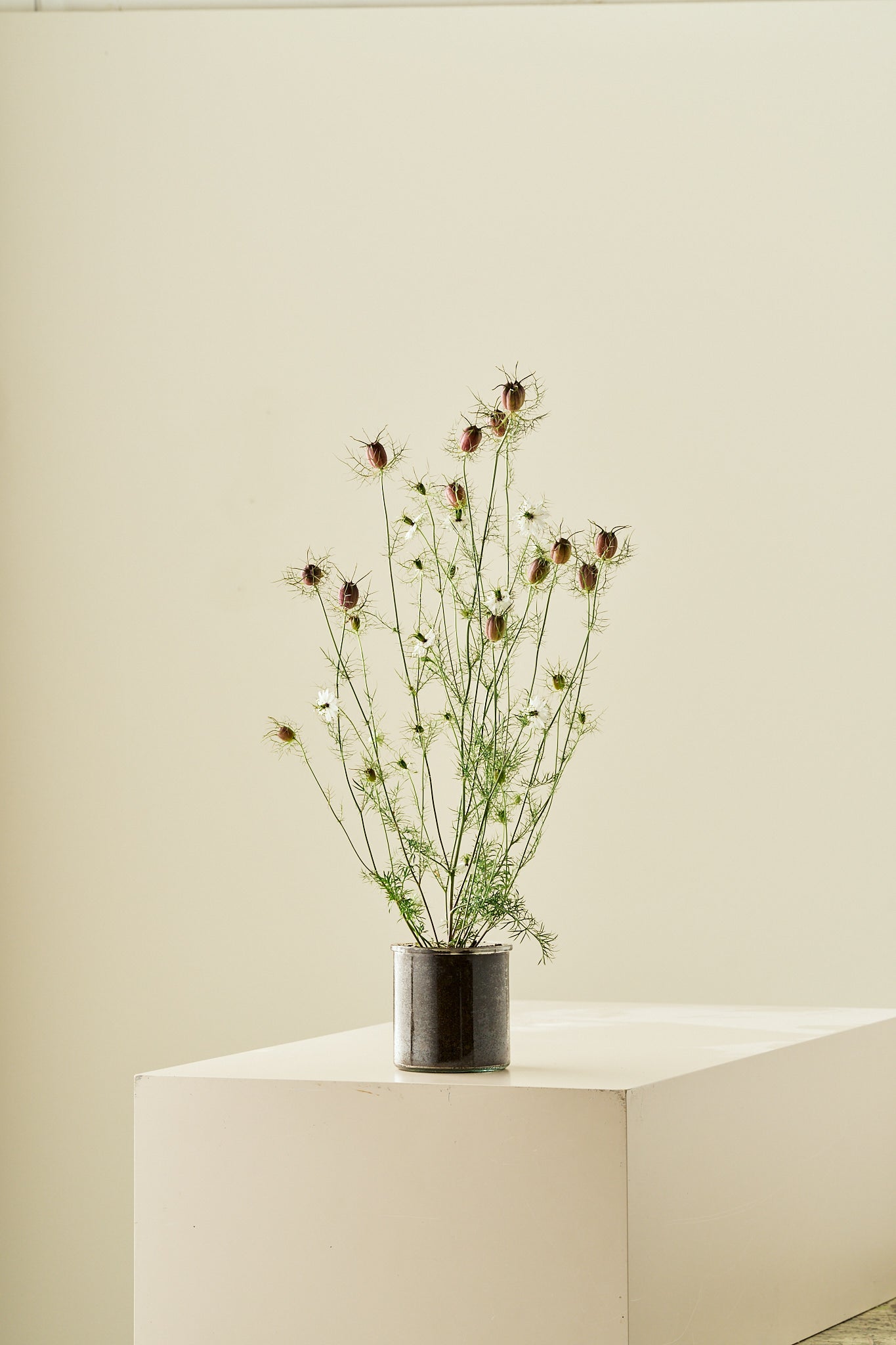 Jomfru i det grønne 'Albion Black Pod'