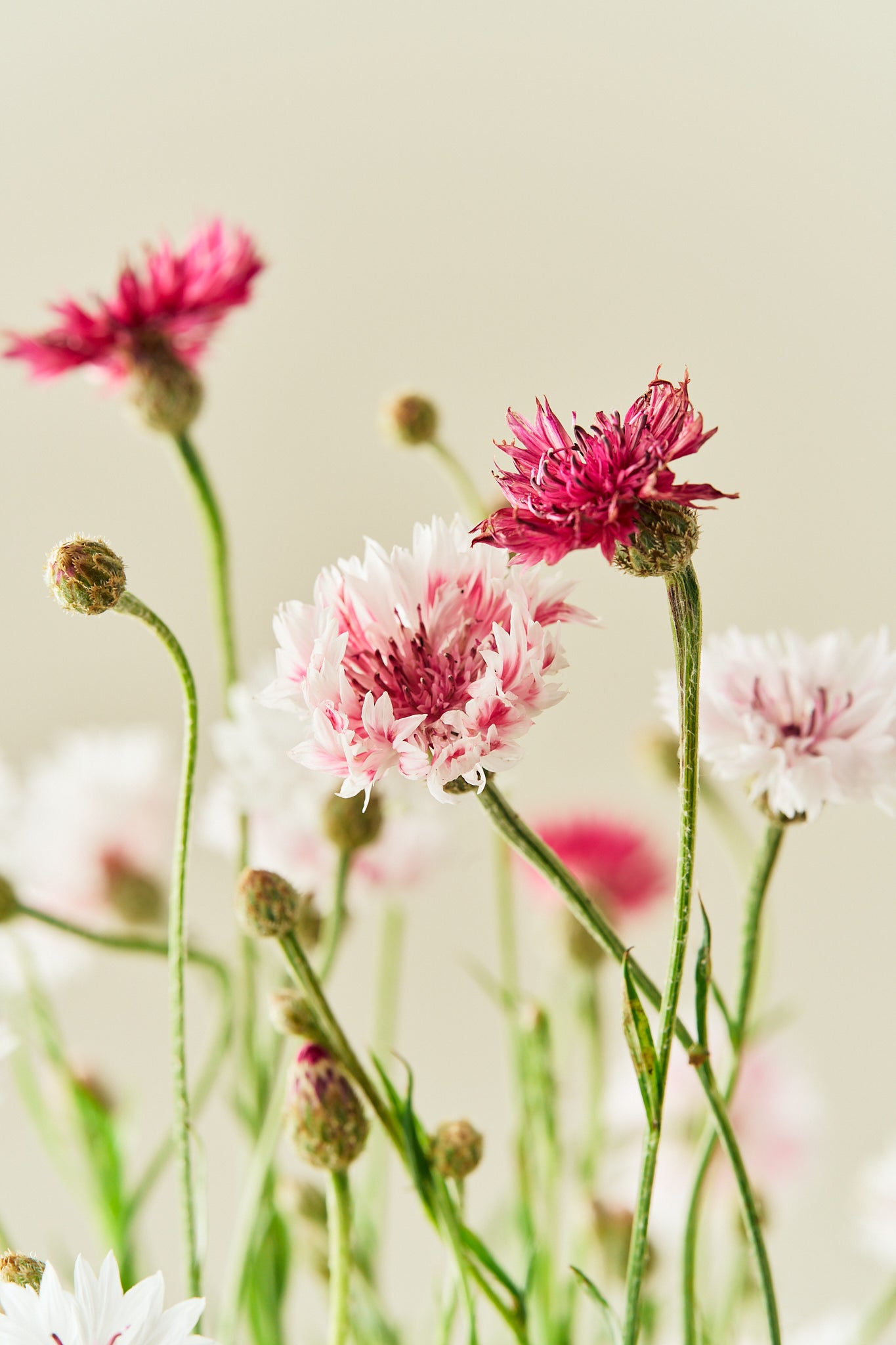 Kornblomst 'Classic Romantic'