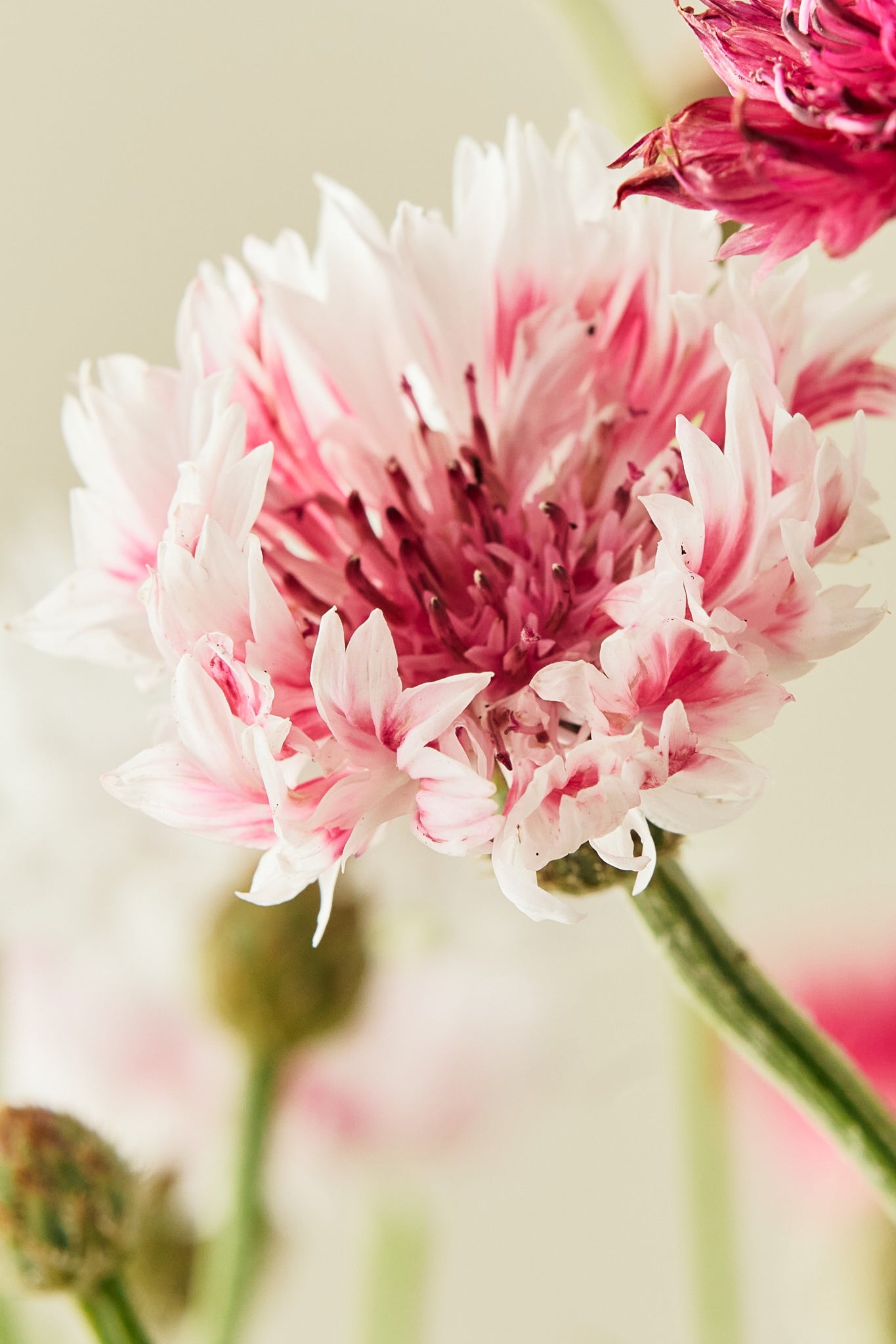 Kornblomst 'Classic Romantic'