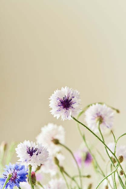 Kornblomst 'Tall Double Frosty Mix'