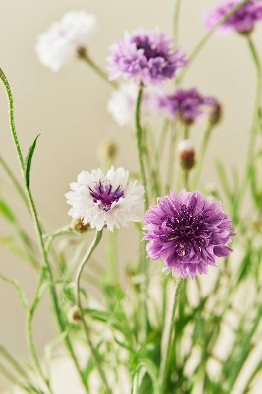 Kornblomst 'Classic Magic'