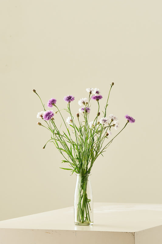 Kornblomst 'Classic Magic'