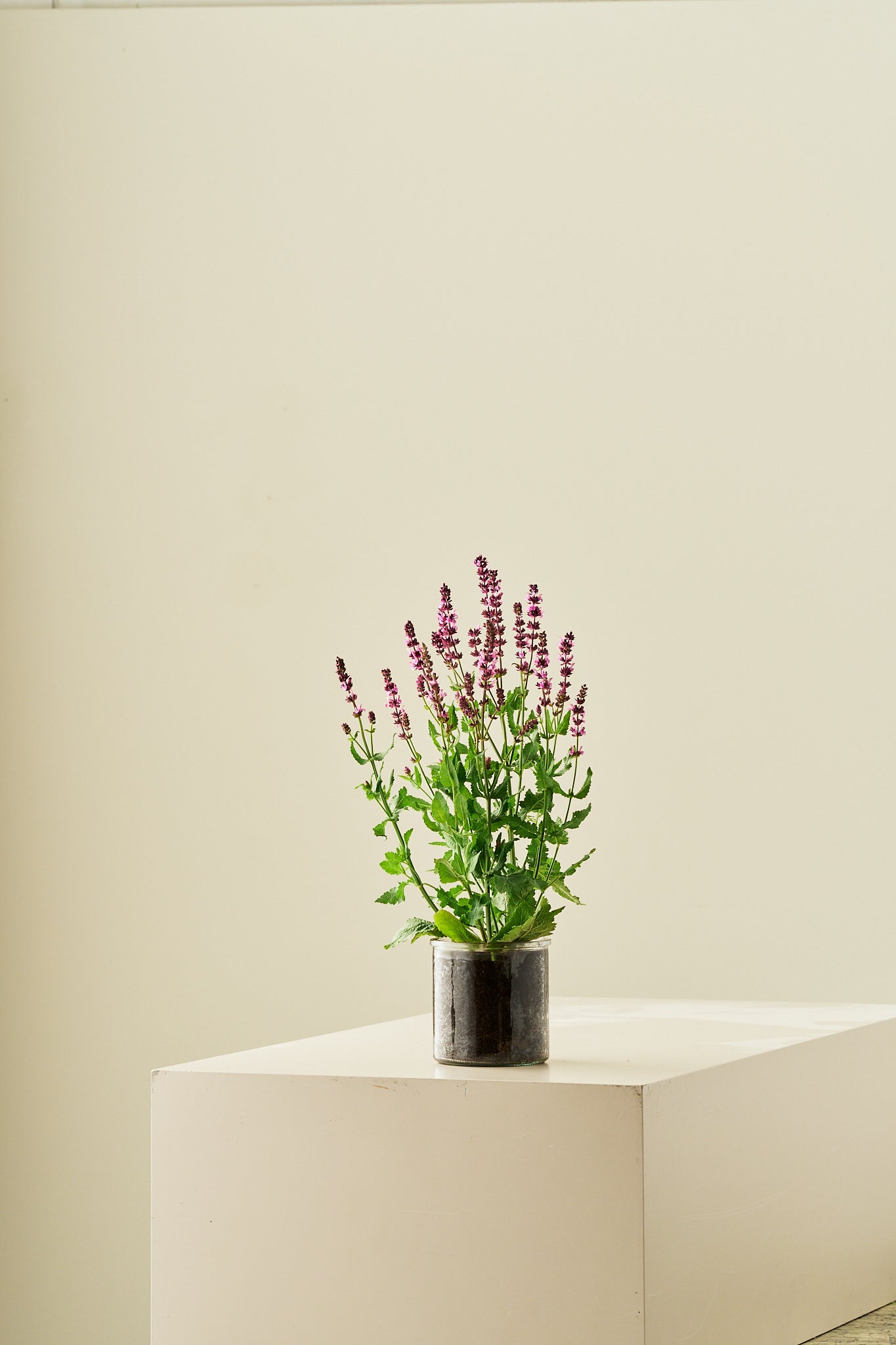 Staudesalvie ‘Rose Queen’