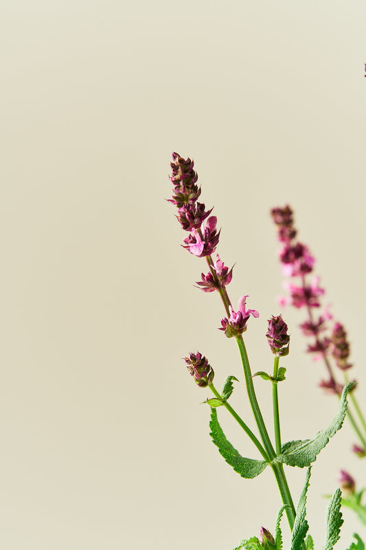 Staudesalvie ‘Rose Queen’