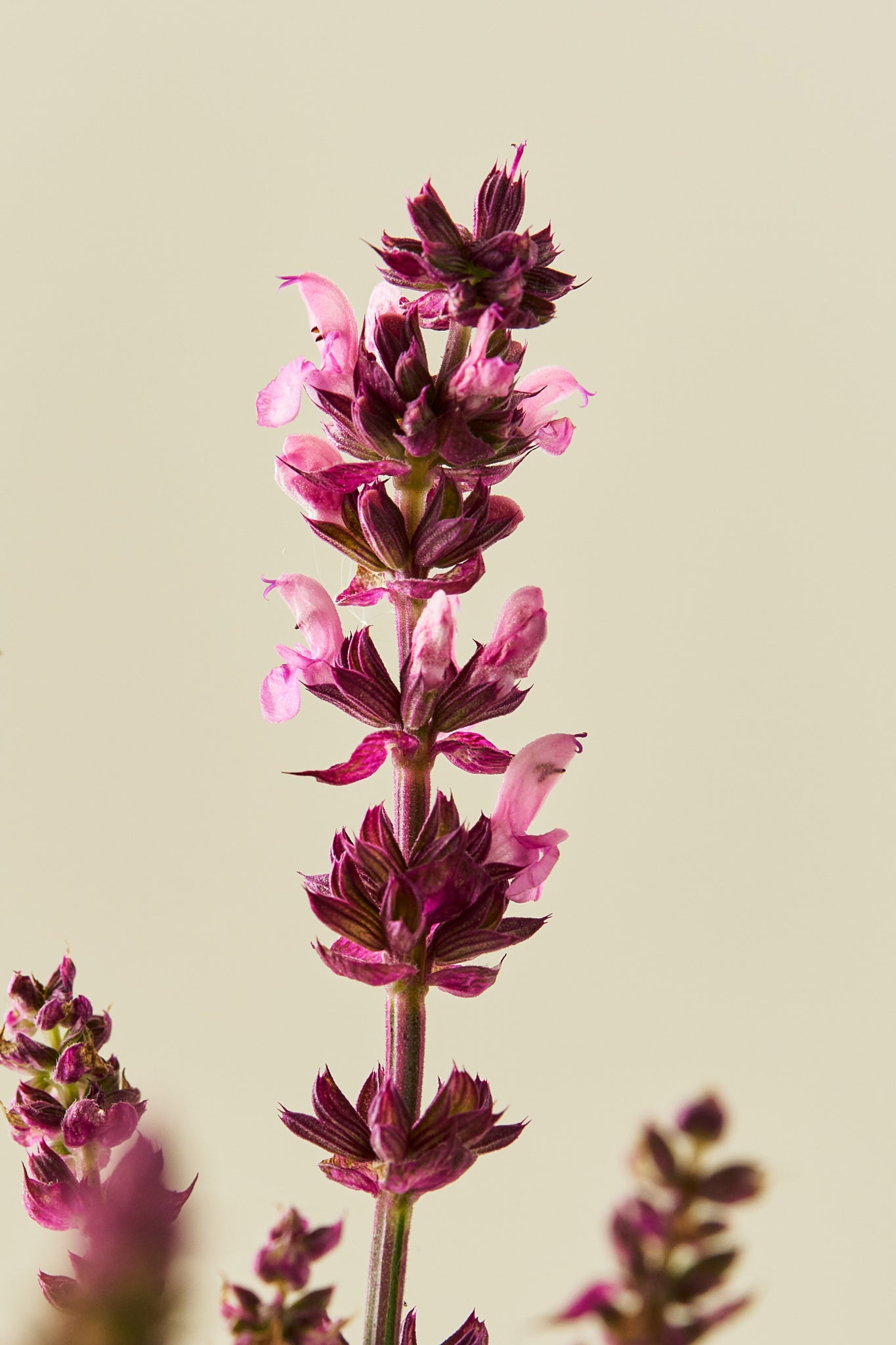 Staudesalvie ‘Rose Queen’