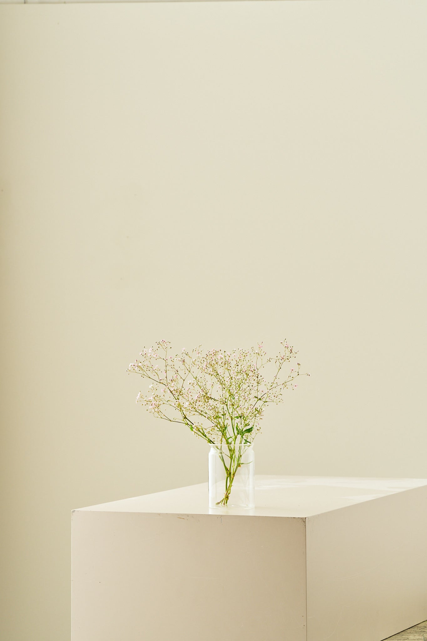 Brudeslør ‘Rosea’