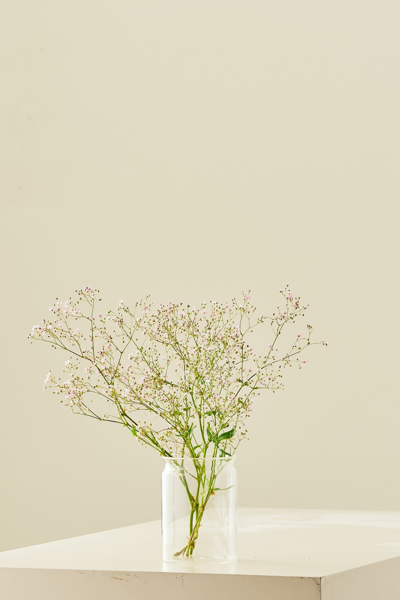 Brudeslør ‘Rosea’