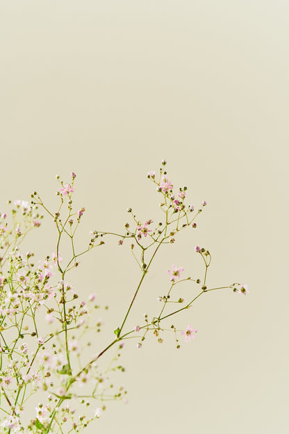 Brudeslør ‘Rosea’